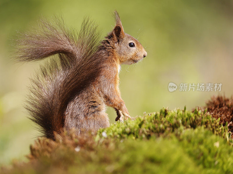 红松鼠(Sciurus vulgaris)